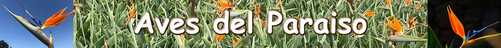 Aves del Paraiso